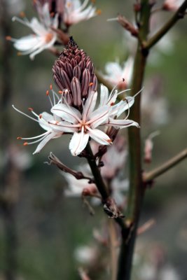 Asphodelus aestivus or Common Asphodel