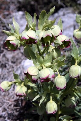 Spurges (Euphorbia sp)