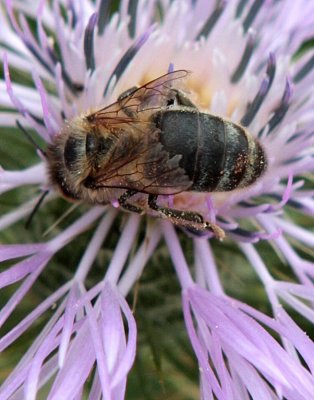 Galactites tomentosa and bee!