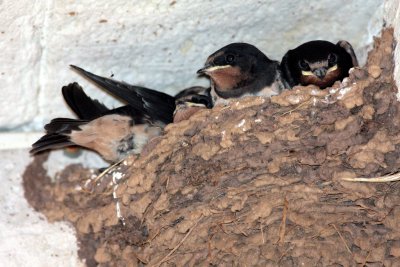 House Martins