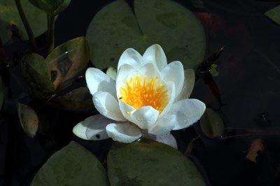 Water Lily South Harris