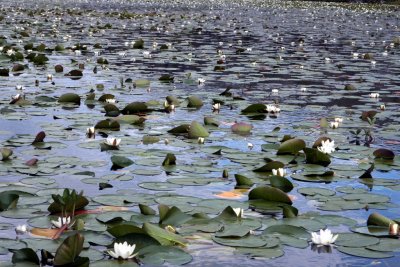 Lots of water lilies!