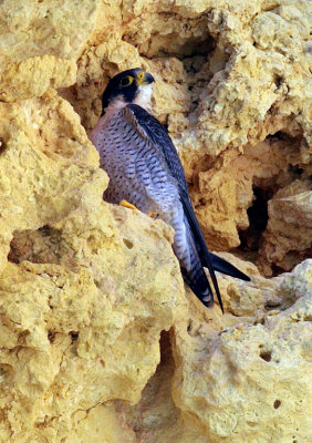 Peregrine falcon - female