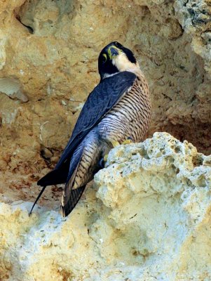 Peregrine falcon - male