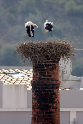 Local Storks