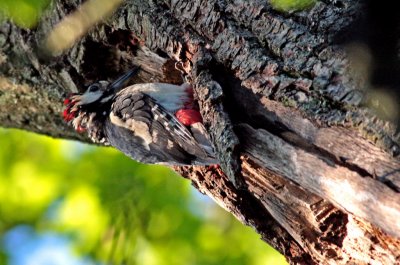 Male Greater Spotted Woodpecker 01