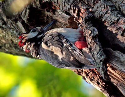 Male Greater Spotted Woodpecker 02
