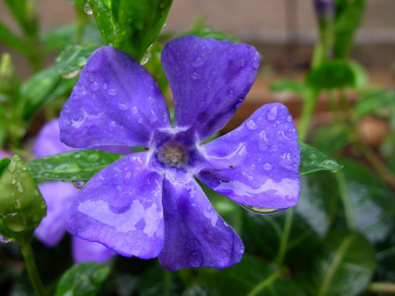 Flowers/Rain #1