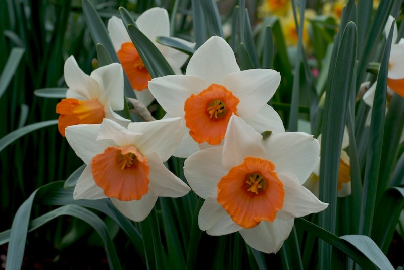 Daffodils