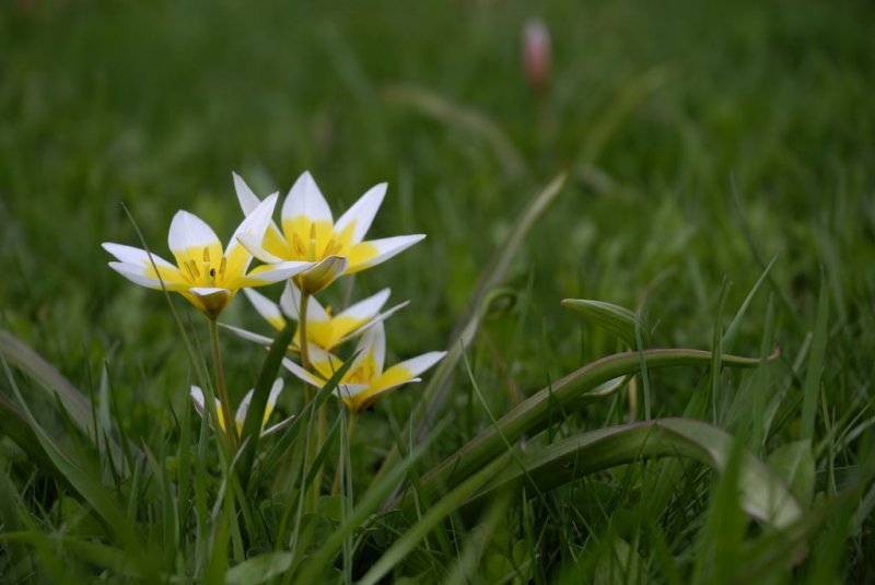 Flowers in the grass