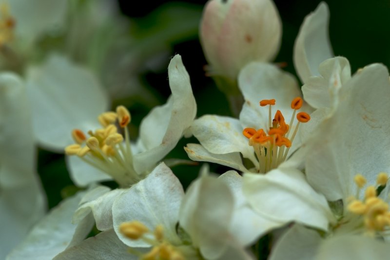 Apple Blossoms