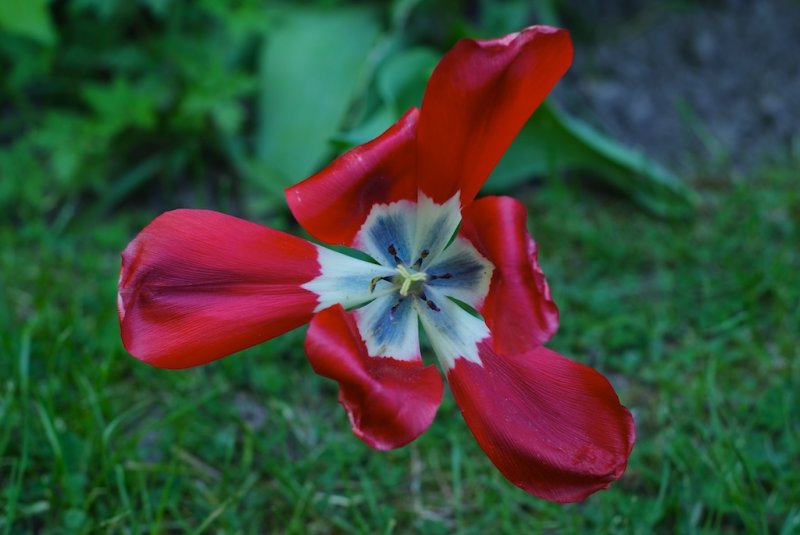 Tulip