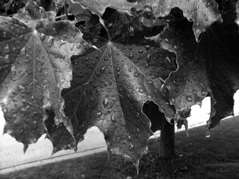 Leaves/Rain