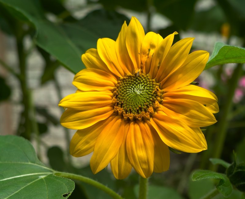 Sunflower #2