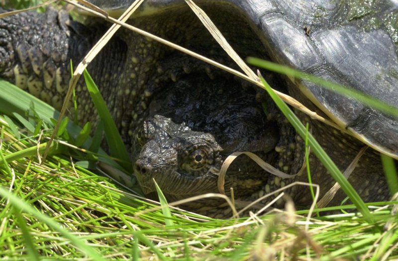 Turtle