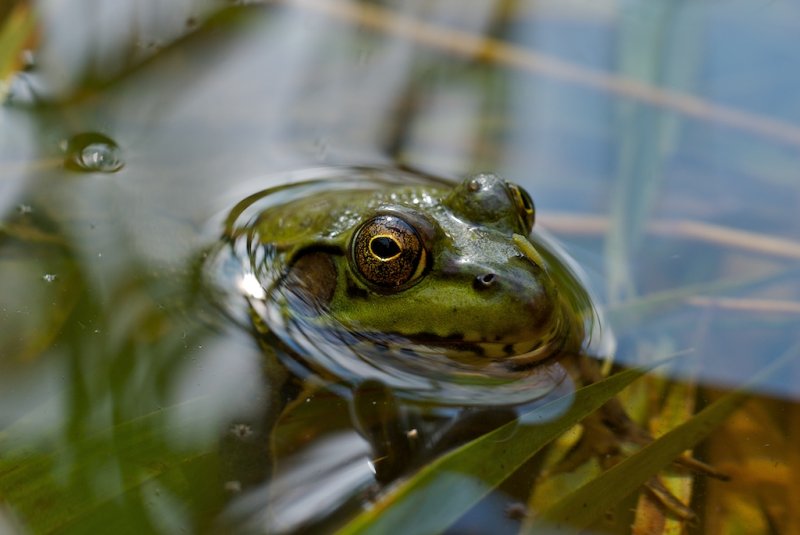 Frogs #1