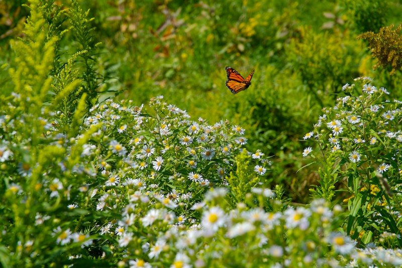 In Flight