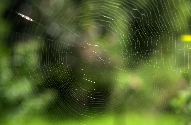 Web