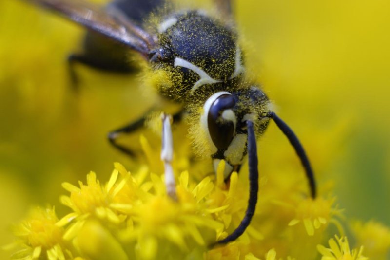 Wasp #2