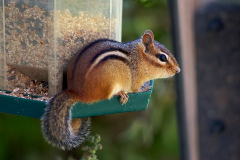 Chipmunk