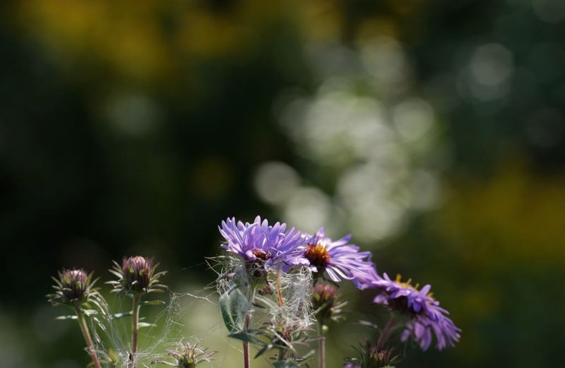 Asters