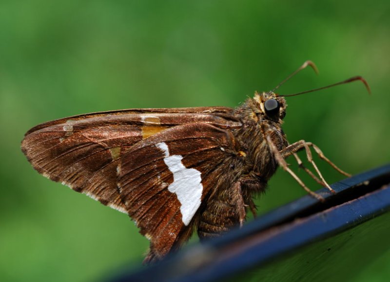 Skipper