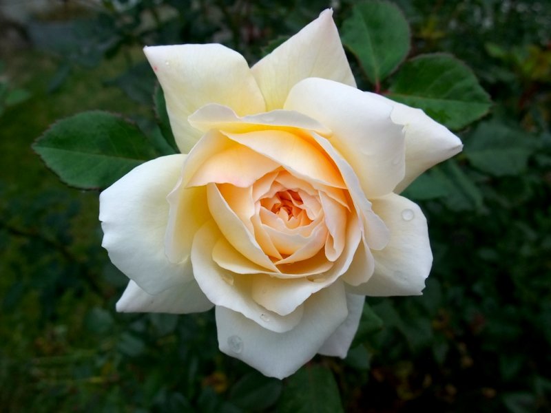 Autumn Rose