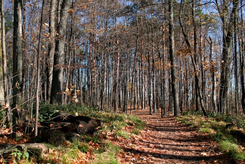 Sheppards Bush Path