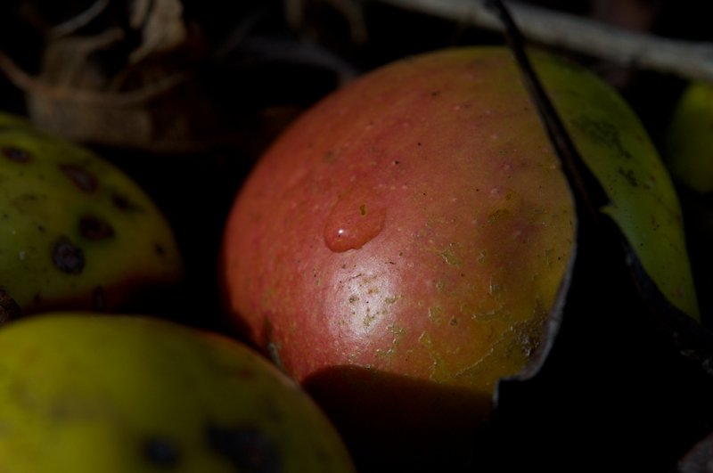 Apples
