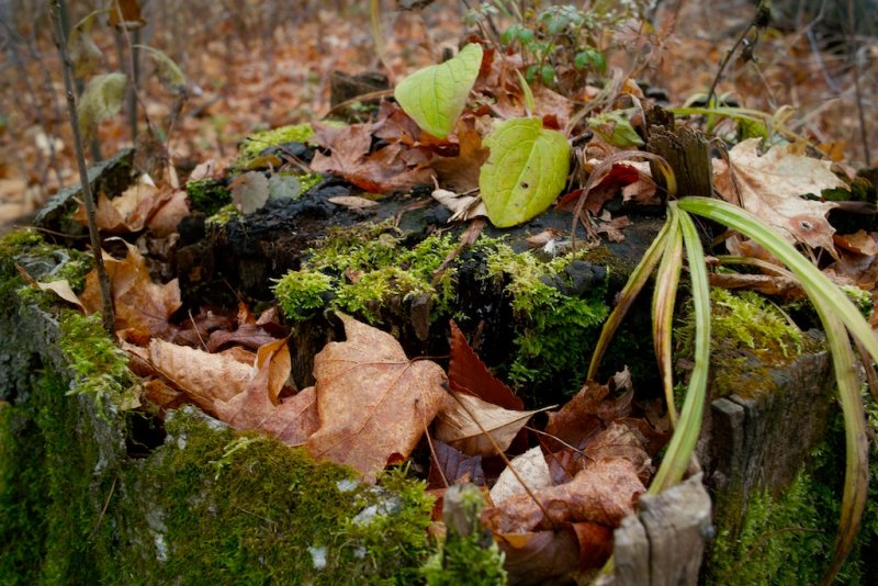 Stump Life