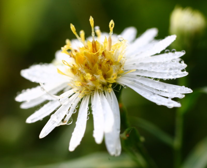 Dew
