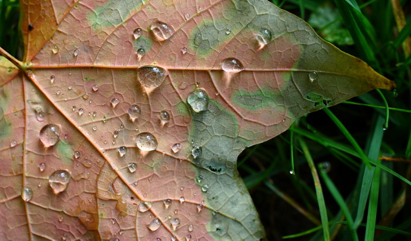 Dew