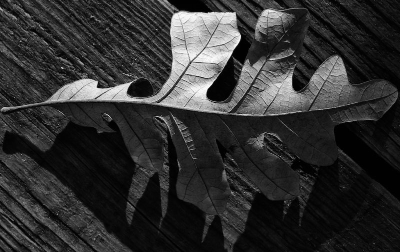 Oak Leaf