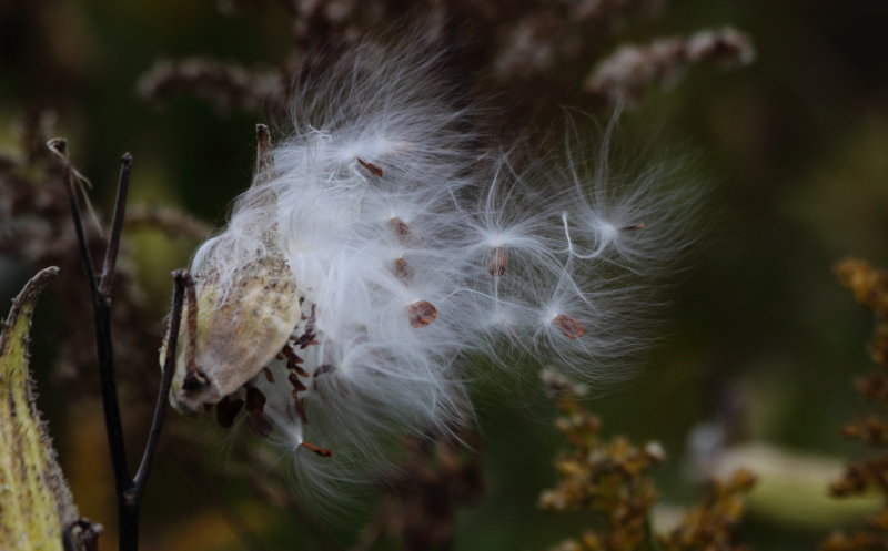 Milkweed
