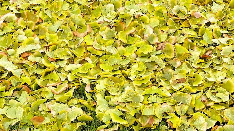 Leaves