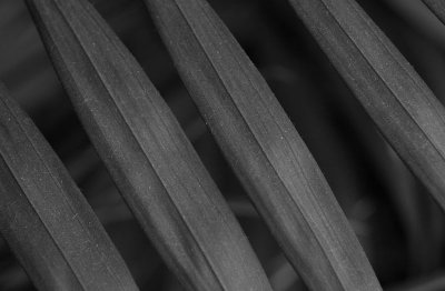 Leaves #2