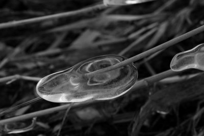 Ice & Grass