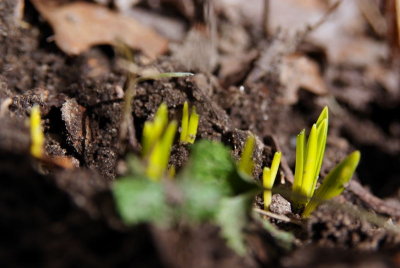 Sprouting