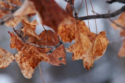 Winter colour