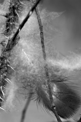 Thorns & Feather