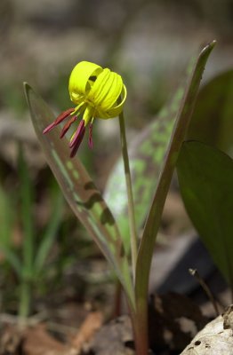Trout lily #2