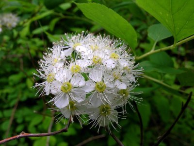 Flower #1