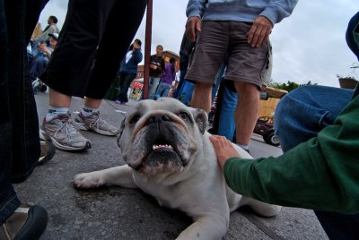 Bulldog