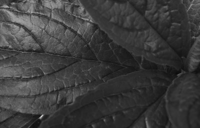 Leaves