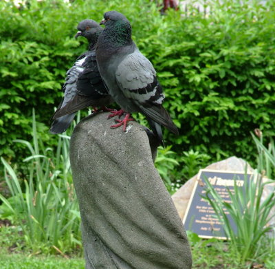 Park Pigeons