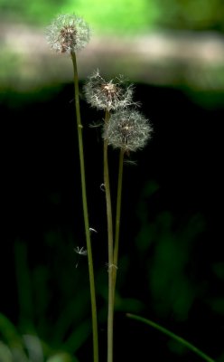 Gone to seed