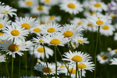 Daisies