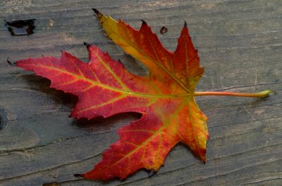 Autumn