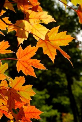 Maple Leaves
