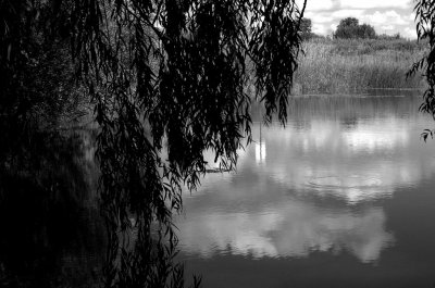 Under the Willow